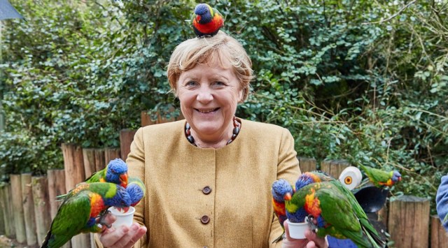 Angela Merkel, Angela Merkel bird park visit, Angela Merkel pecked by parrots, angela merkel lorikeets memes, angela merkel memes, indian express
