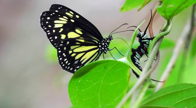 butterfly caterpillar