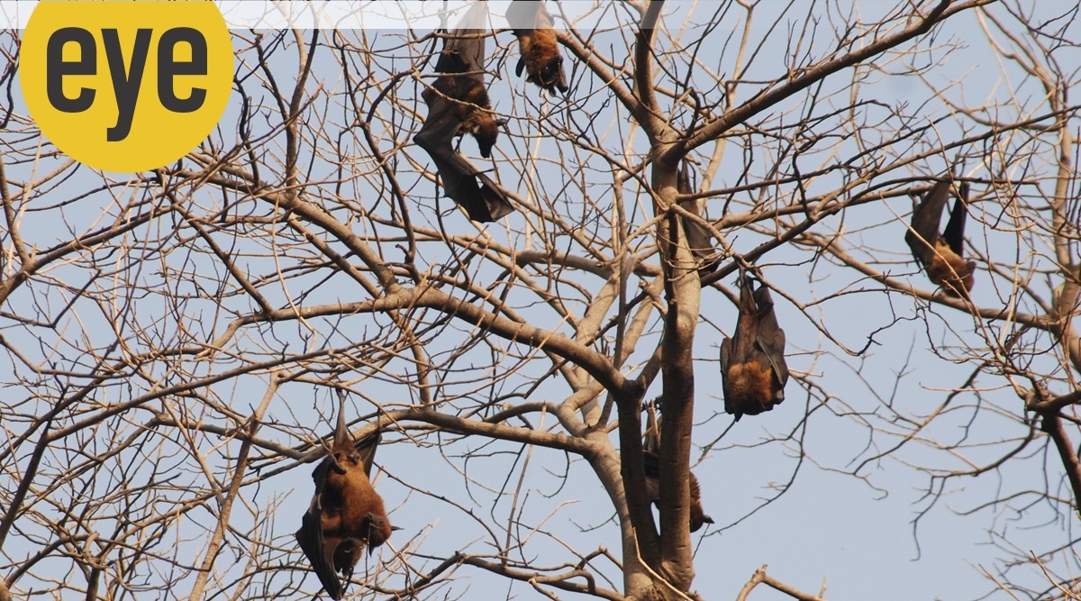 Vampire Academy: Bats are not always bad news