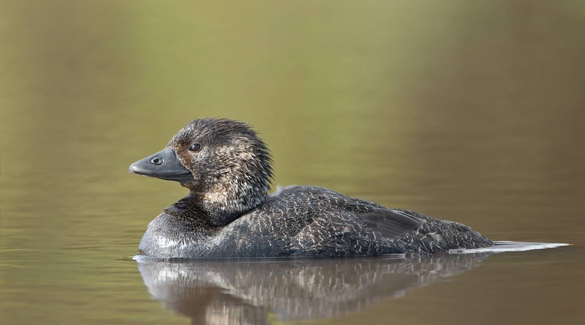 Australian musk duck