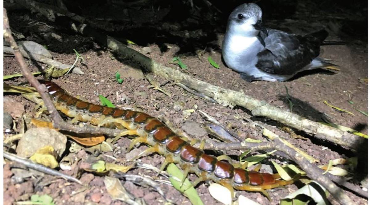 foder Luske samling Meet the giant bird-eating centipede found on a tiny island near Australia  | Technology News,The Indian Express