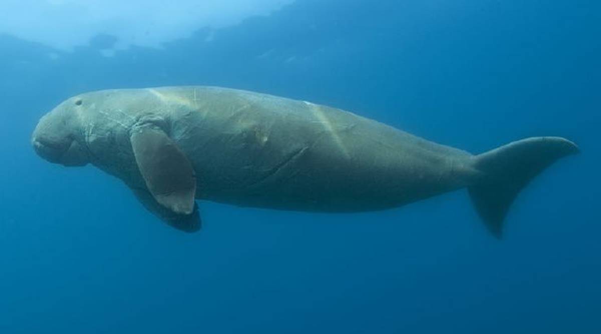 What are dugongs, where is India's first dugong conservation reserve? |  Technology News,The Indian Express