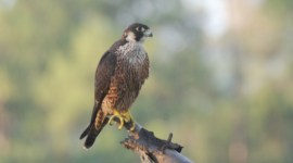 Ranjit lal, mother nature air force