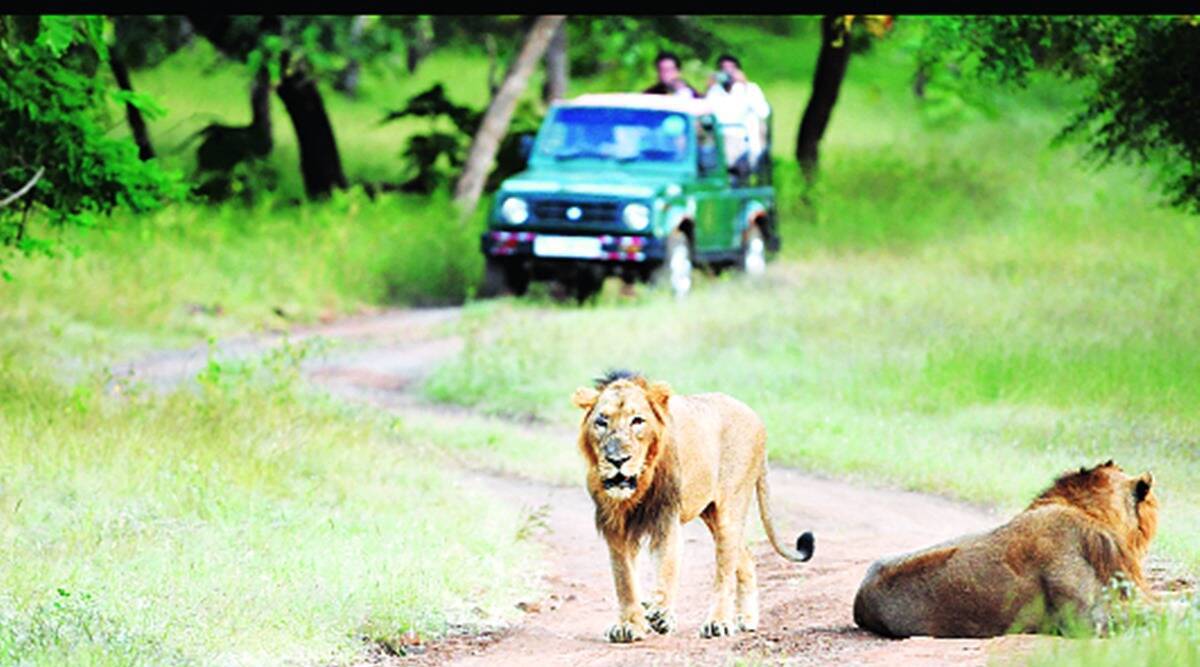 State Board for Wildlife: Change of guard in Gujarat puts crucial meeting  on hold | Cities News,The Indian Express