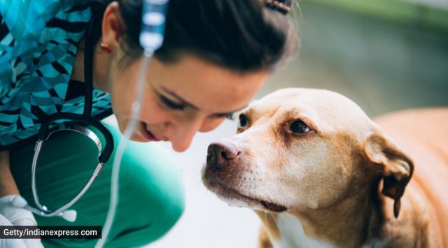 Here’s why it is important to know your pet’s blood group | Life-style ...