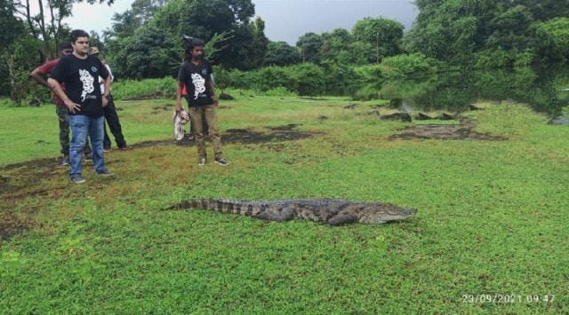 The crocodile was spotted by the staff of the park around 5 am and soon after the authorities got in touch with the NGO RAWW's helpline and the forest department.