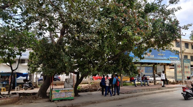 An NGO Project Vruksha Foundation along with the BBMP has now planned to plant ten cashew saplings around the Jeedi Mara bus stop