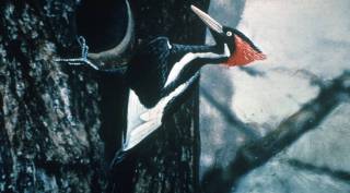 Ivory-billed_Woodpecker_by_Jerry_A._Payne