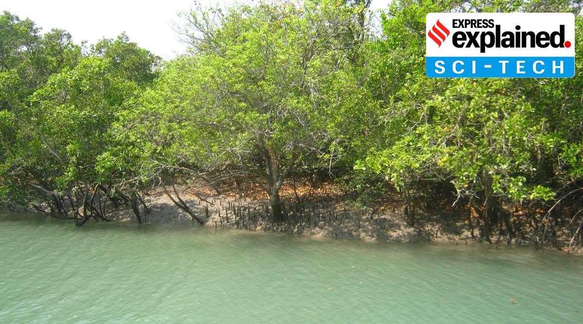 Mangroves_of_Sundarbans