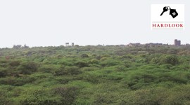 delhi news, delhi news today, delhi trees