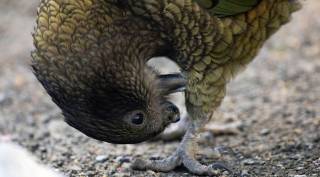 kea beak