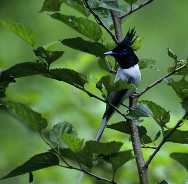 ranjit lal, mother nature