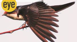 sunday eye, ranjit lal