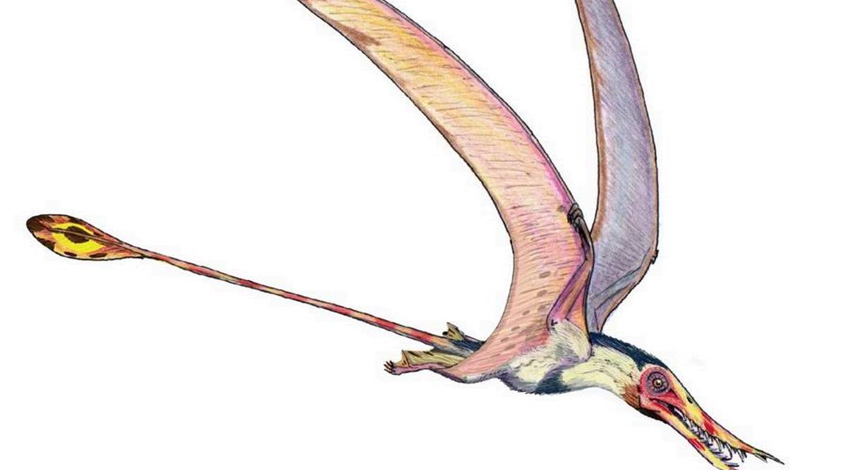 “Flying Dragon” también vagó por los cielos del sur, dicen los científicos