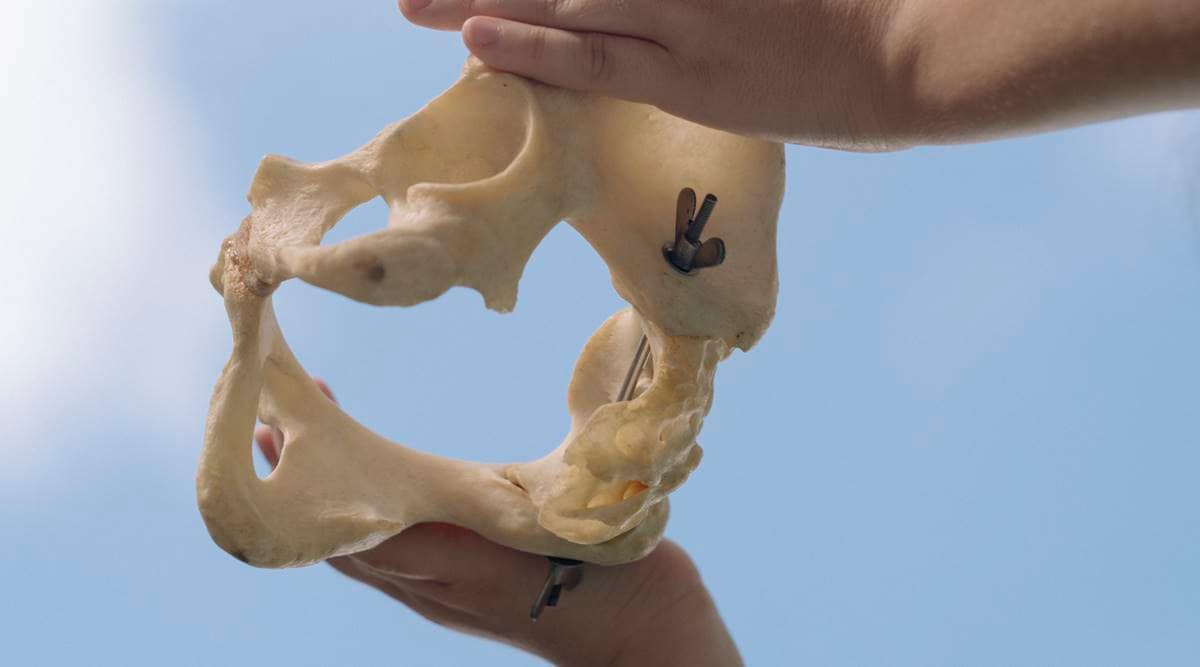 Allison Draper, a medical student at the University of Miami, holds a pelvis in Miami, Sept. 16, 2021.  (The New York Times)