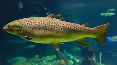 Salmo_trutta