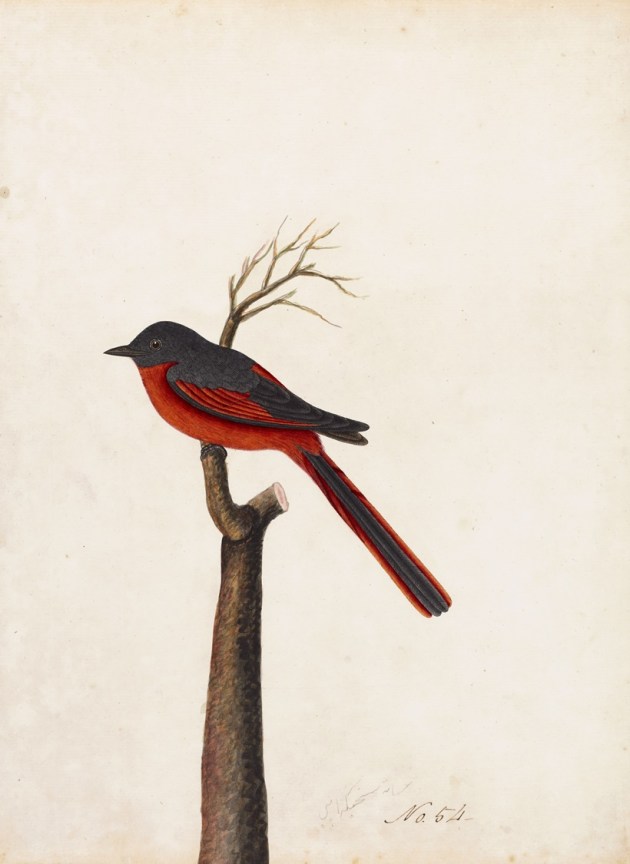 rt exhibition, DAG exhibition, birds of India company paintings exhibitions