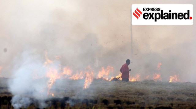 Stubble burning near the Sudhar in Ludhiana. (Express Photo by Gurmeet Singh)
