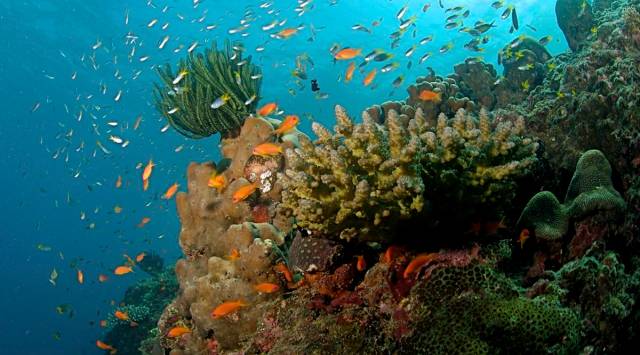 Researchers complete first-ever detailed map of world’s coral reefs ...