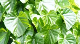 Tinospora_cordifolia