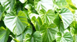 Tinospora_cordifolia