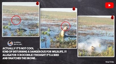 alligator eats drone, florida alligator eats drone, Everglades alligators video, alligator drone attack video, viral videos, indian express