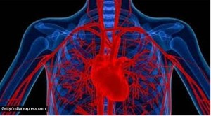 artery