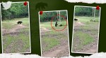 two wild bears playing football in Odisha, wild bear, wild bear Odisha, wild bear football trending, indian express, indian express news