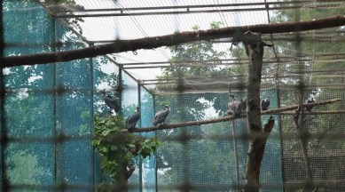 Chandigarh administration, ministry of environment , forest and climate change, chandigarh bird aviary, manega gandhi, chandigarh news, indian express, indian express news, current affairs