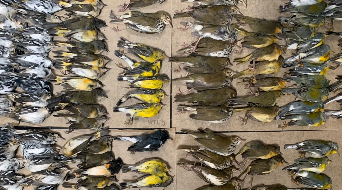 Melissa Breyer shared this photograph of migrating songbirds that died after crashing into skyscrapers in New York City. (Twitter/Melissa Breyer)
