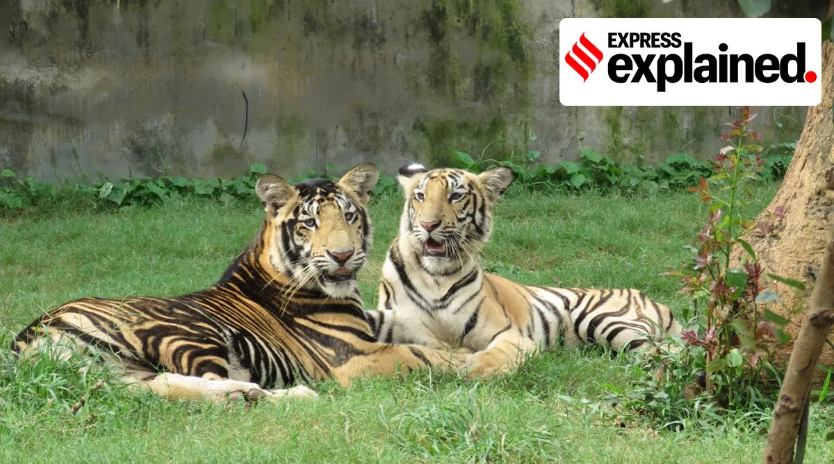 Explained: Why 'black tigers' sound a warning | Explained News,The ...