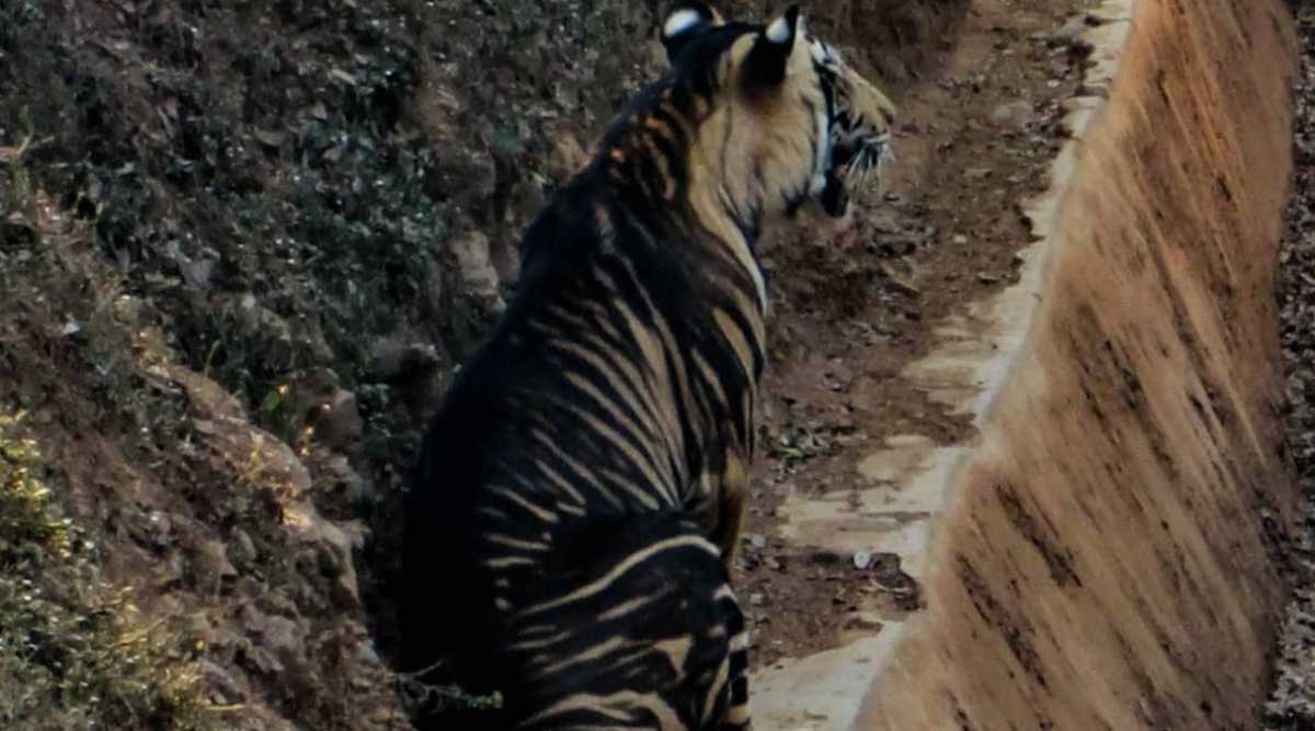 Scientists unravel mystery behind Odisha's 'black tigers' | India ...