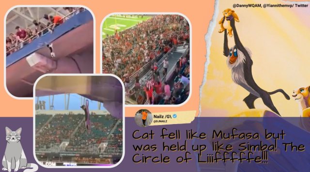 It remains unclear how the cat entered the stadium but people were glad it was escaped unharmed. 