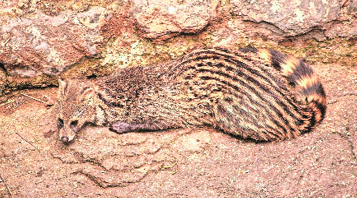 Pune Civet Cat Rescued From 30 Feet Deep Well In Junnar Pune News