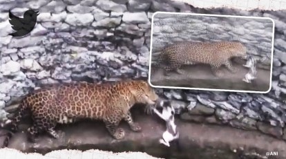 Watch: Leopard and cat come face to face after both fall into well in  Maharashtra | Trending News,The Indian Express