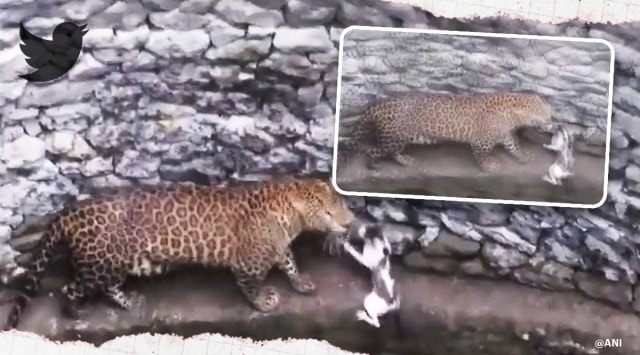 leopard cat come face-to-face falling down a well in Nashik, leopard chasing cat viral vidoe, leopard chases cat, Maharashtra, trending, indian express, indian express news