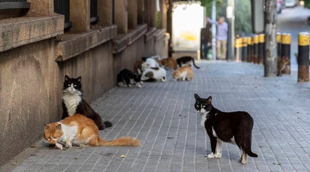 Cats Can Infect Each Other With Coronavirus Chinese Study Finds Coronavirus The Guardian