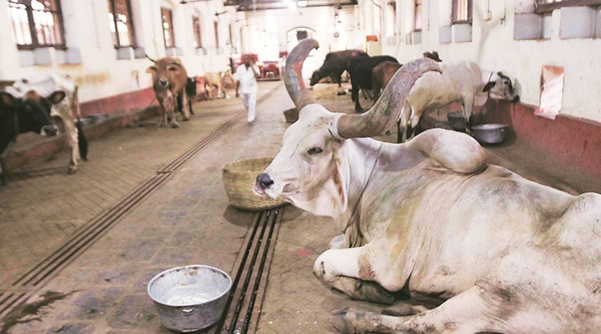 Declare cow as national animal: Punjab Gau Sewa Commission | Cities News,The Indian Express Declare cow as national animal: Punjab Gau Sewa Commission | Cities News,The Indian Express