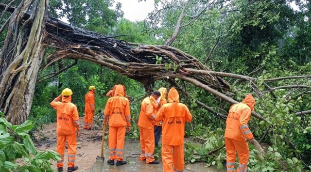 NDRF team clears trees that fell during Cyclone Gulab in Malkangiri, Odisha. (Twitter/Collector & DM, Malkangiri)