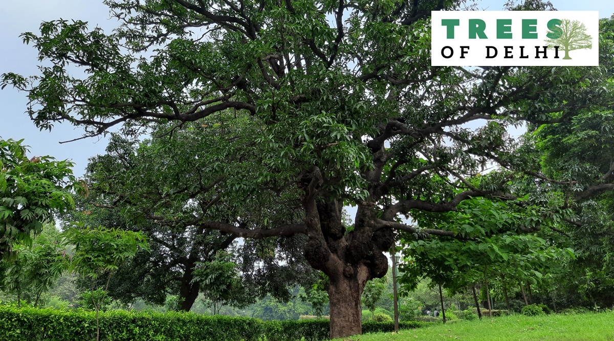 Trees of Delhi: At Lodhi Gardens, a mango tree that stood test of ...