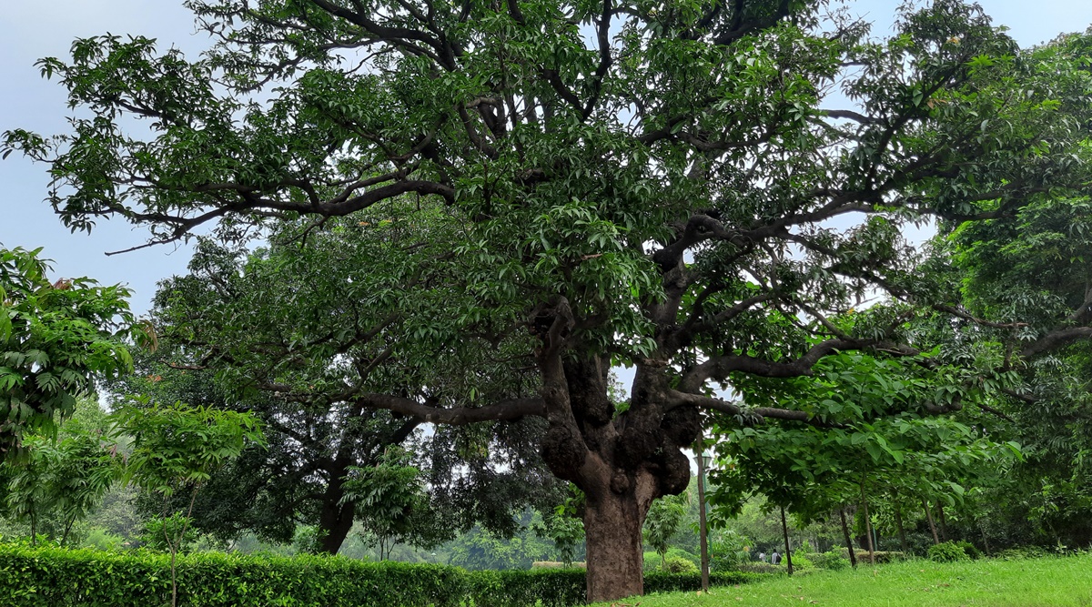 Tress of Delhi: At Lodhi Gardens, a mango tree that stood test of time could be nearing its end