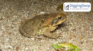 Cane toad