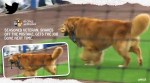 dog interrupts match, dog runs baseball field, Minor League Baseball, Sahlen Field, New York, Lehigh Valley IronPigs, Buffalo Bisons, Trenton Thunder, Rookie, bat dog, baseball, indian express
