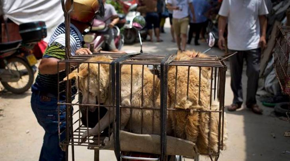 South Korean animal protection laws are intended to prevent cruelty but not dog meat consumption itself. (Representational Image)