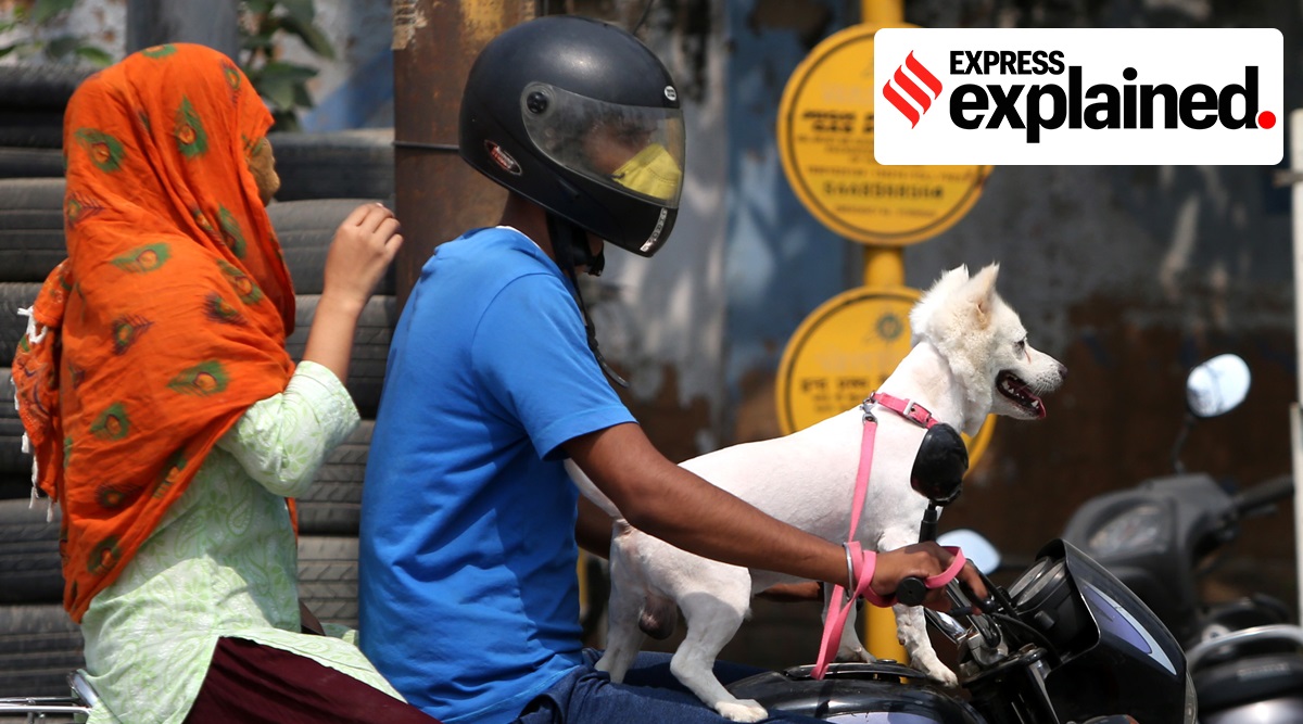 Delhi, Delhi news, Delhi pets, East Delhi pet dogs registration, east delhi pet registration, dog owners Delhi, register pet dogs online, Indian Express