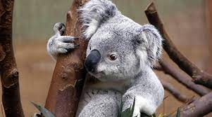 Australia, koala bear