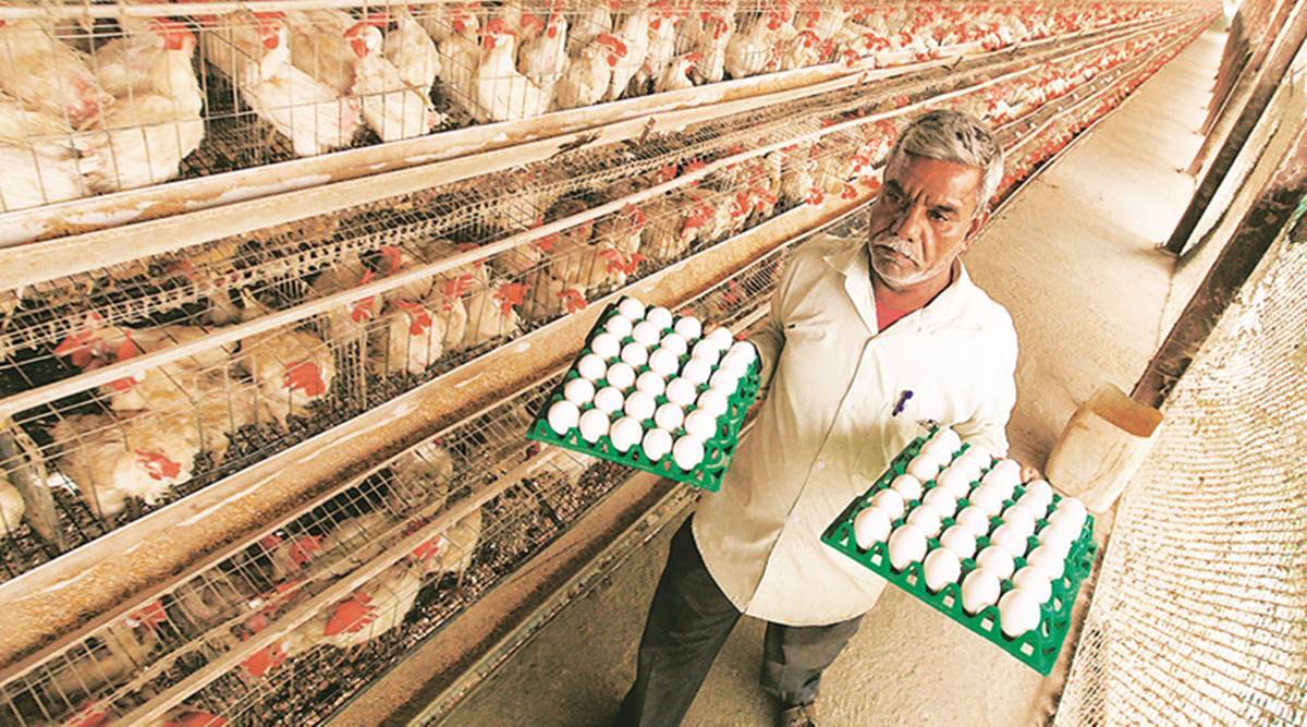 Pune Poultry Industry Struggles As Prices Continue To Remain Firm Even