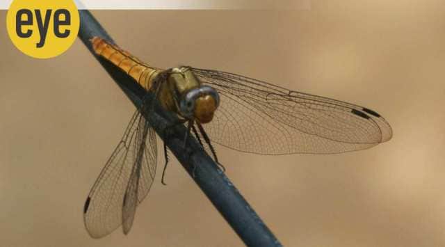 The creature outflies and has a better kill ratio than all the birds, beasts and most insects. Mother Nature got this design dead right 320 million years ago. Except for their size, dragonflies haven't changed at all. (Photo: Ranjit Lal)
