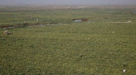 Panchayati Raj, panchayat land, paddy, panchayat land, DSR technology, Chandigarh news, Chandigarh, Indian express, Indian express news, Punjab news