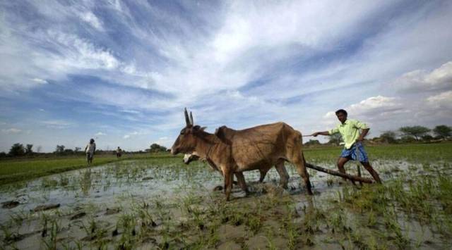 At least 2.50 lakh hectares agriculture land is still flooded. (Representational Image)